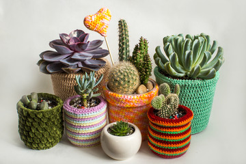 Fototapeta na wymiar composition of cacti and succulents in bright flower pots