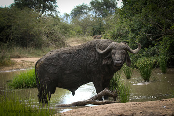 Obraz premium Buffalo Spa