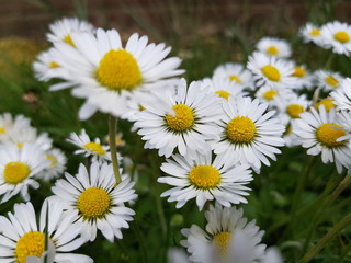 Fototapeta premium daisies in the garden