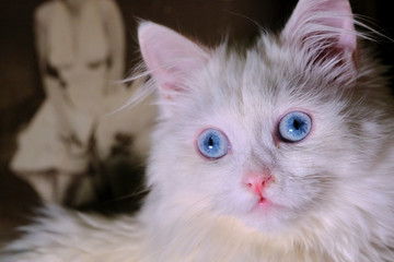Cute white kitten portrait w/ striking blue eyes. Pet, fluffy, adorable.