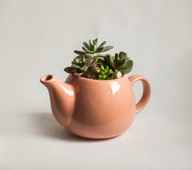Fototapeta premium cacti grow in a pink pot