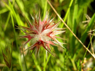 Lindley's Silverpuffs, Uropappus lindleyi.Lindley’s Silverpuffs has a distinctive seed head with...