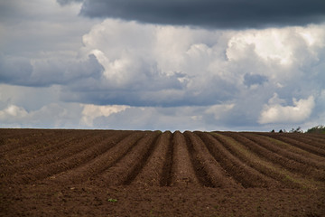 Fototapeta premium Pattern of ridges and furrows in a humic sandy field in a undulating terrain, prepared for cultivation of potatoes