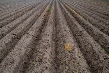 Pattern of ridges and furrows in a humic sandy field, prepared for cultivation of potatoes