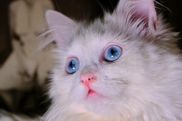 white Turkish angora with blue eyes color