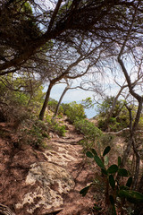 Fototapeta na wymiar A stony path in a beautiful natural surroundings with in Mallorca island. Spain. 