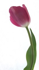 Tulip: Pretty.