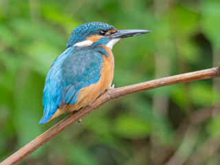 Eisvogel hält nach Fisch Ausschau