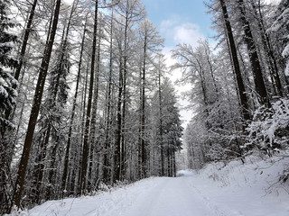 Winter road in the snowy forest