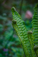 Fototapeta premium fern6