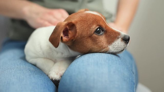 Woman play with her jack russel terrier puppy dog. Pet care concept