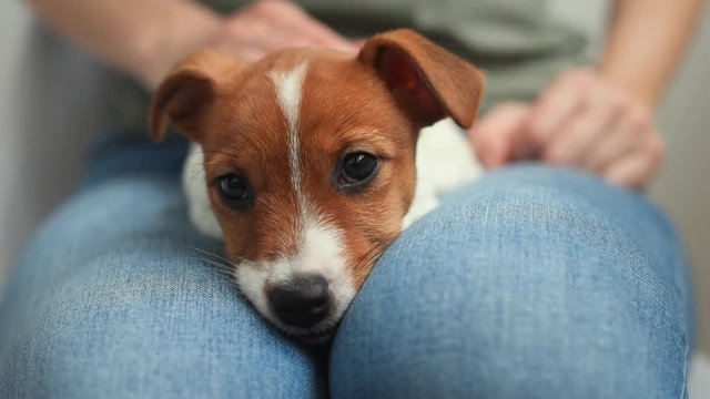 Woman play with her jack russel terrier puppy dog. Pet care concept