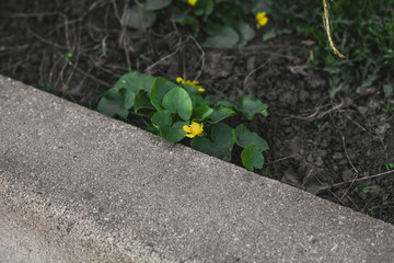 a yellow flower grows right next to the curb.