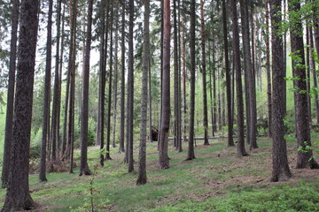 Obraz premium between the trees