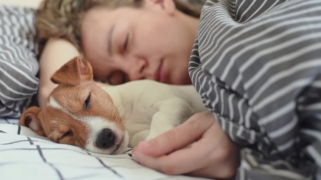 Woman sleeps with jack russell terrier puppy dog in bed in the morning. Good relationships with a pet