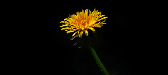 Dandelion on a black background, macro photo of nature in the garden