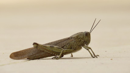 Grashüpfer, Heuschrecke, Insekt aus Kroatien