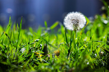Magic photo of dandelion close-up in the grass in a summer garden