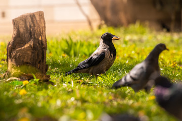 A crow among pigeons found food