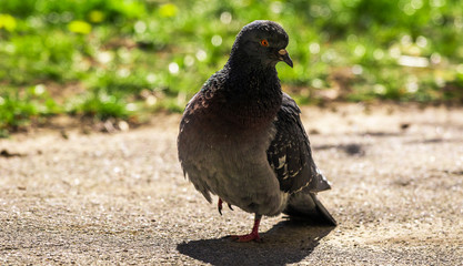 Close-up pigeon standing on a footpath