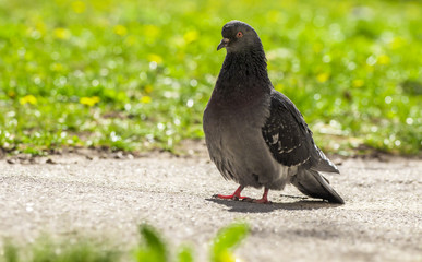 Close-up pigeon standing on a footpath