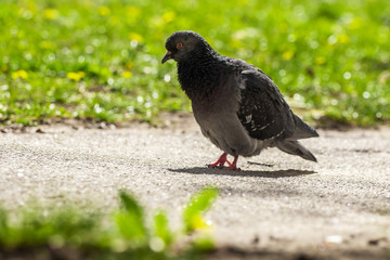 Close-up pigeon standing on a footpath