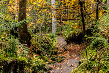 Trail with autumn leaves around Calw village