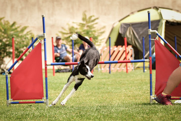 tricolor border collie is jumping over the hurdles. Amazing day on czech agility privat training