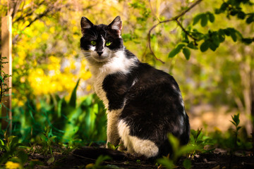 A cat sits in a flowering garden in full growth, photos with beautiful lighting with rays of light
