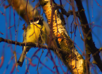 Great tit Parus major on a tree branch. Natural composition