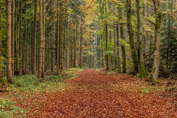 Trail with autumn leaves around Calw village
