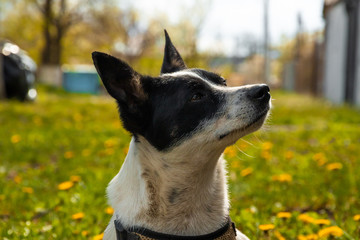 Basenji dog executes a command to sit in the backyard in the grass with dandelions
