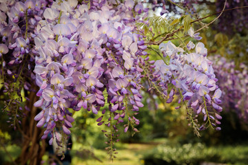 Wisteria sinensis, commonly known as the Chinese wisteria, is a species of flowering plant in the pea family, native to China