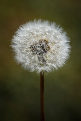 Dandelion (Taraxacum officinale) fluffy white seed head blowball, nature photography shallow depth of field