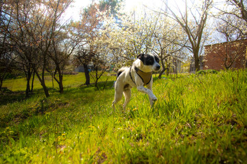 A dog in the summer garden enjoys nature and runs briskly, basenji in motion