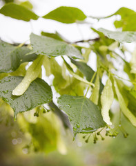 Wet lime tree (linden) branches.