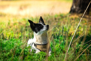 Basenji lies in bright and soft grass, a portrait of a dog in the forest for a walk in nature, rest with an animal