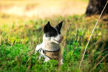 Basenji lies in bright and soft grass, a portrait of a dog in the forest for a walk in nature, rest with an animal