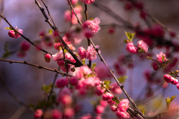 Pink and red flowering trees in spring