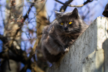 Naklejka na ściany i meble Gray fluffy village cat sits on a fence against a blossoming tree