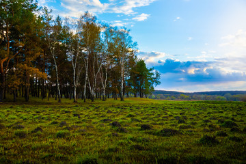 The field grows after a fire, little greenery and a forest nearby