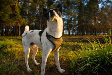 Full growth basenji in the field near the forest at sunset time
