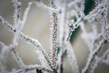 Frozen branches in winter time. This frost make so nice creature.