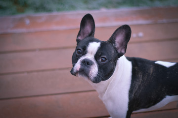Winter photo of french bulldog who is sitting in frozen grass. He is so funny. He has so lovely face.