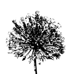 Abstrakter Hintergrund in schwarz und weiß - Blütenkopf - Allium - Zierlauch