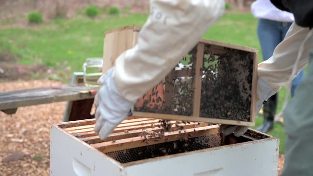 A beekeeper pours a box of new spring honeybees into their new beehive in slow motion.