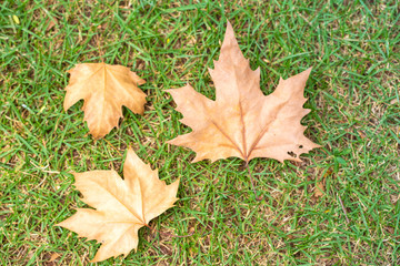 Maple leaves background over grass