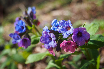 Flowers of Pulmonaria mollis in sunny spring day. Selective focus.