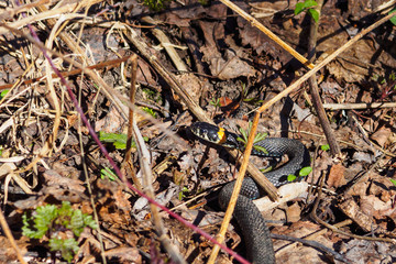 Grass snake Natrix natrix, sometimes called ringed snake or water snake on ground with dry leaves in sunny spring day.
