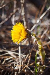 Close-up of yellow flower of Tussilago farfara, commonly known as coltsfoot. Selective focus, vertical view.